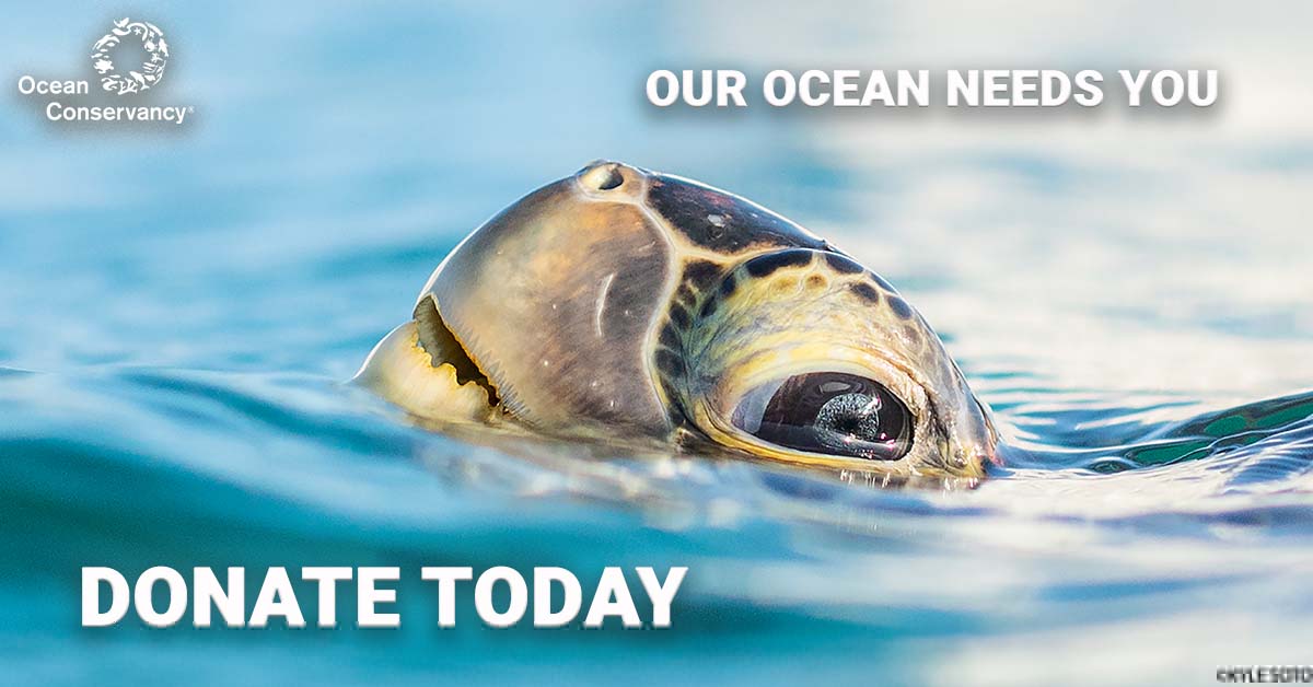 KyleSoto_turtle_donateevergreen_1200