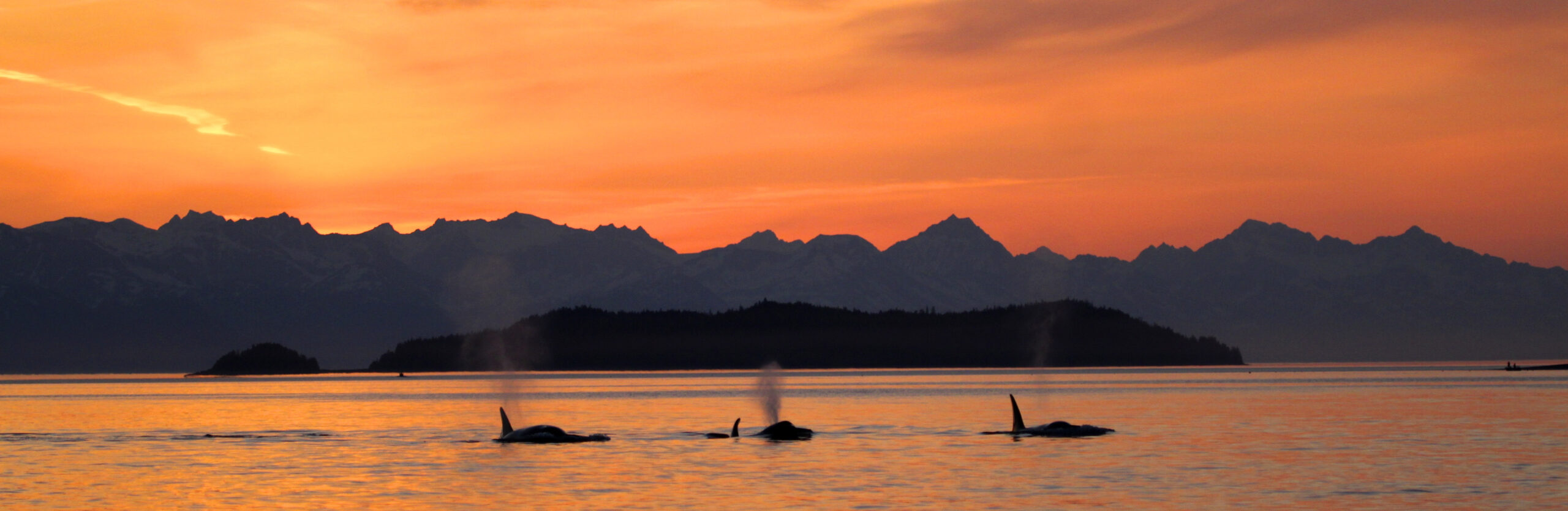 megan williams no permit