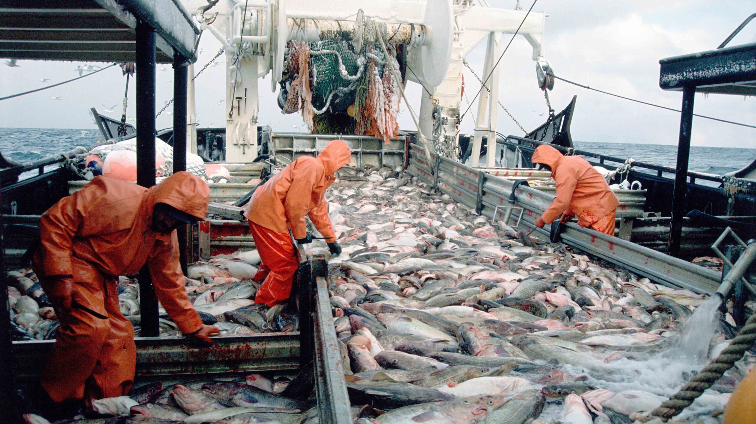 Commercial fisheries photo in the Bering Sea