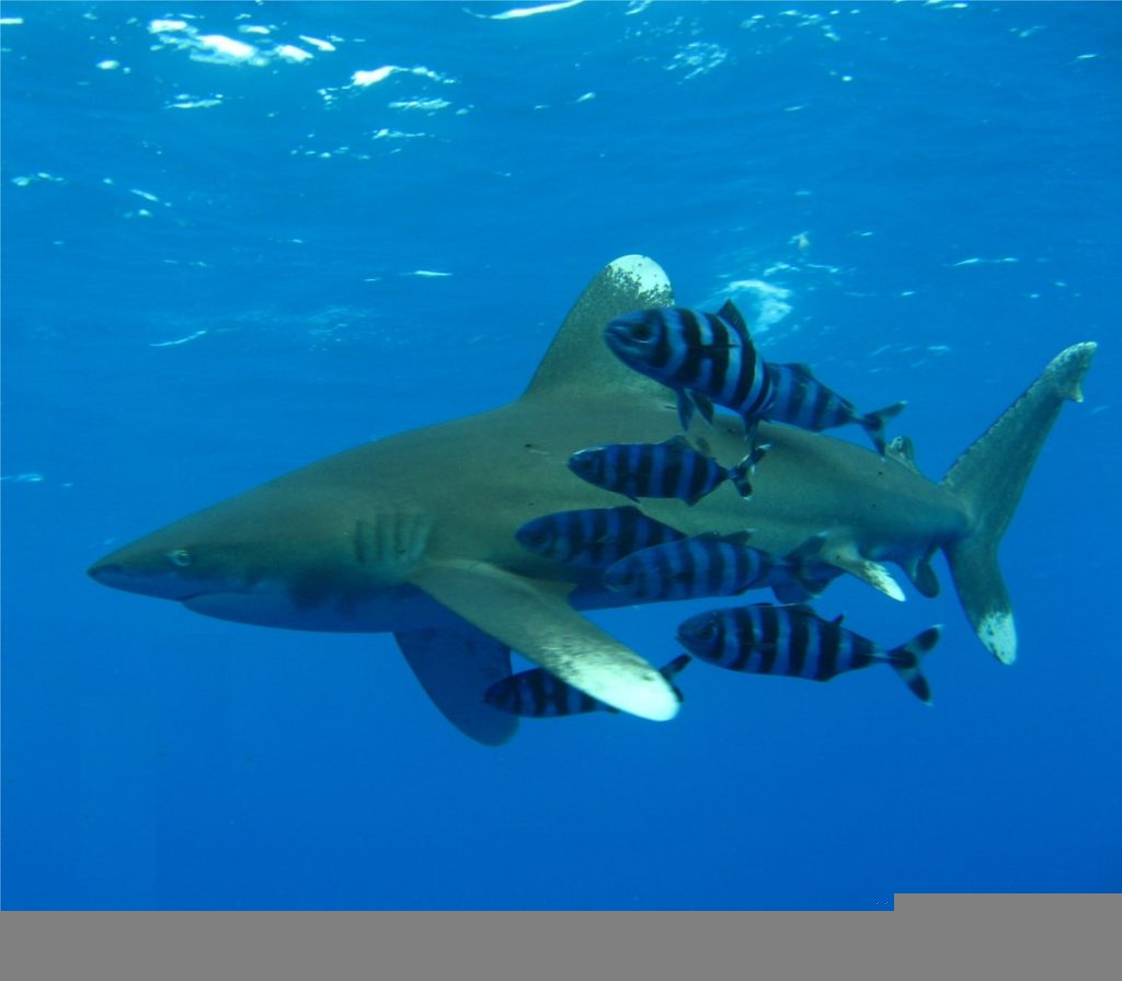 oceanic whitetip shark swimming with fish