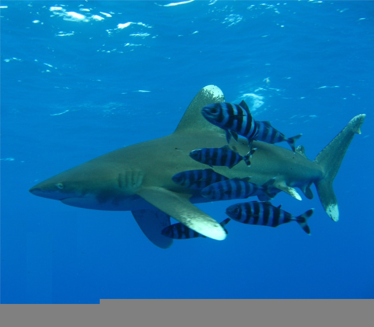 oceanic whitetip shark swimming with fish