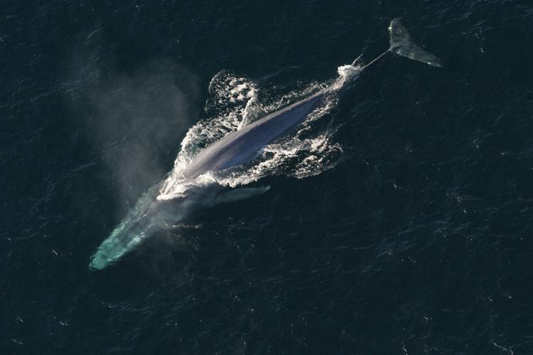 Overhead view of blue whale at ocean surface