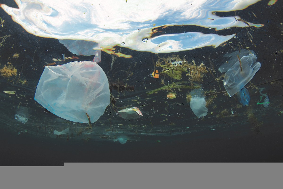 The draft EPA Plastic Pollution Plan calls out single-use plastics most commonly littering our ocean.