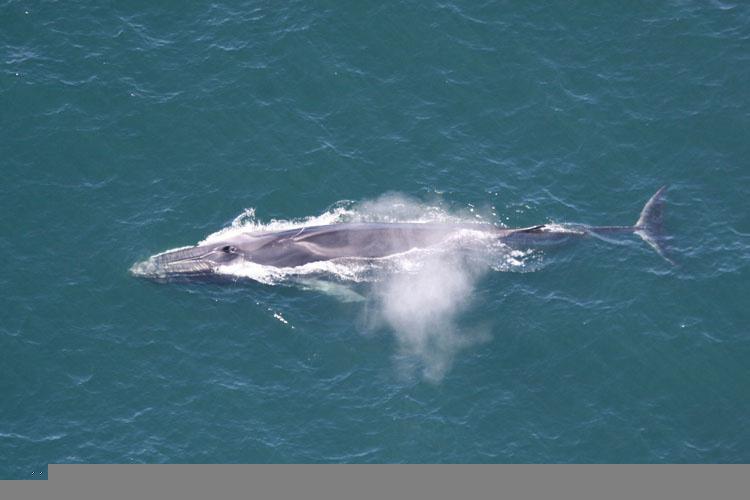 Overhead shot of fin whale at ocean surface