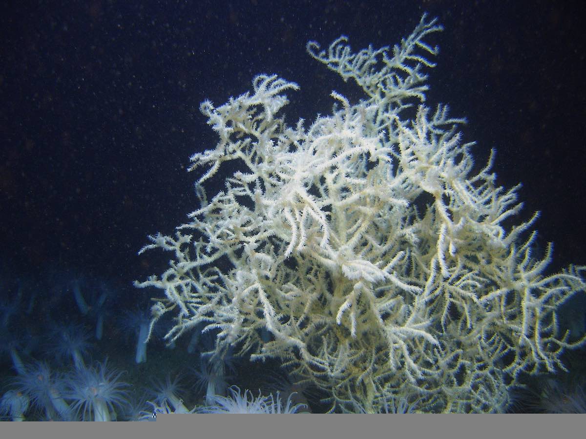 deep sea black coral