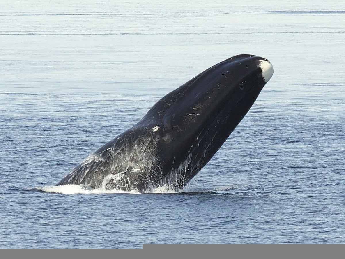 bowhead whale breaching