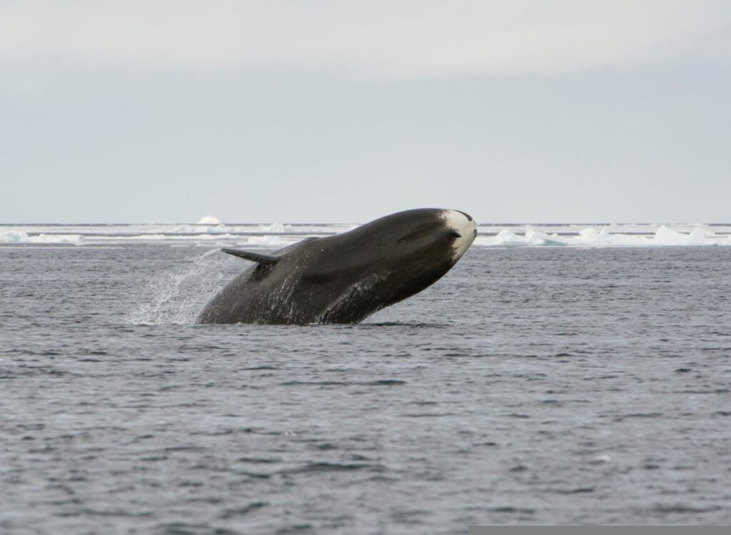 K2BPCD Bowhead whale (Balaena mysticetus) breaching, Canada, Arctic Ocean.