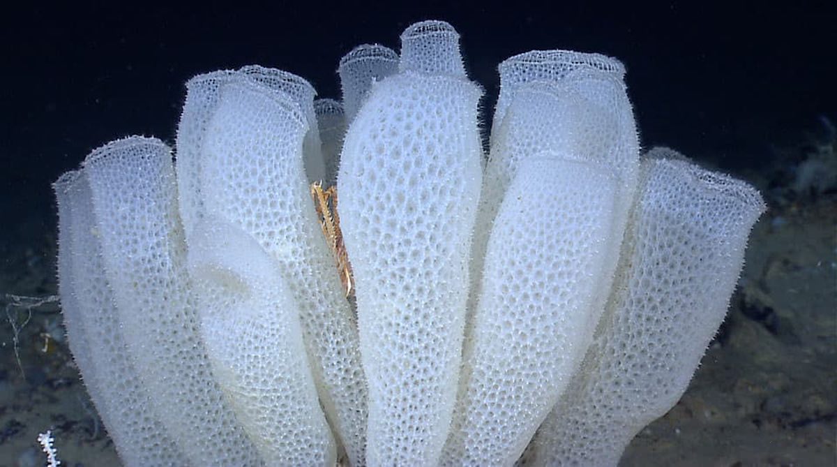 glass sponge deep sea