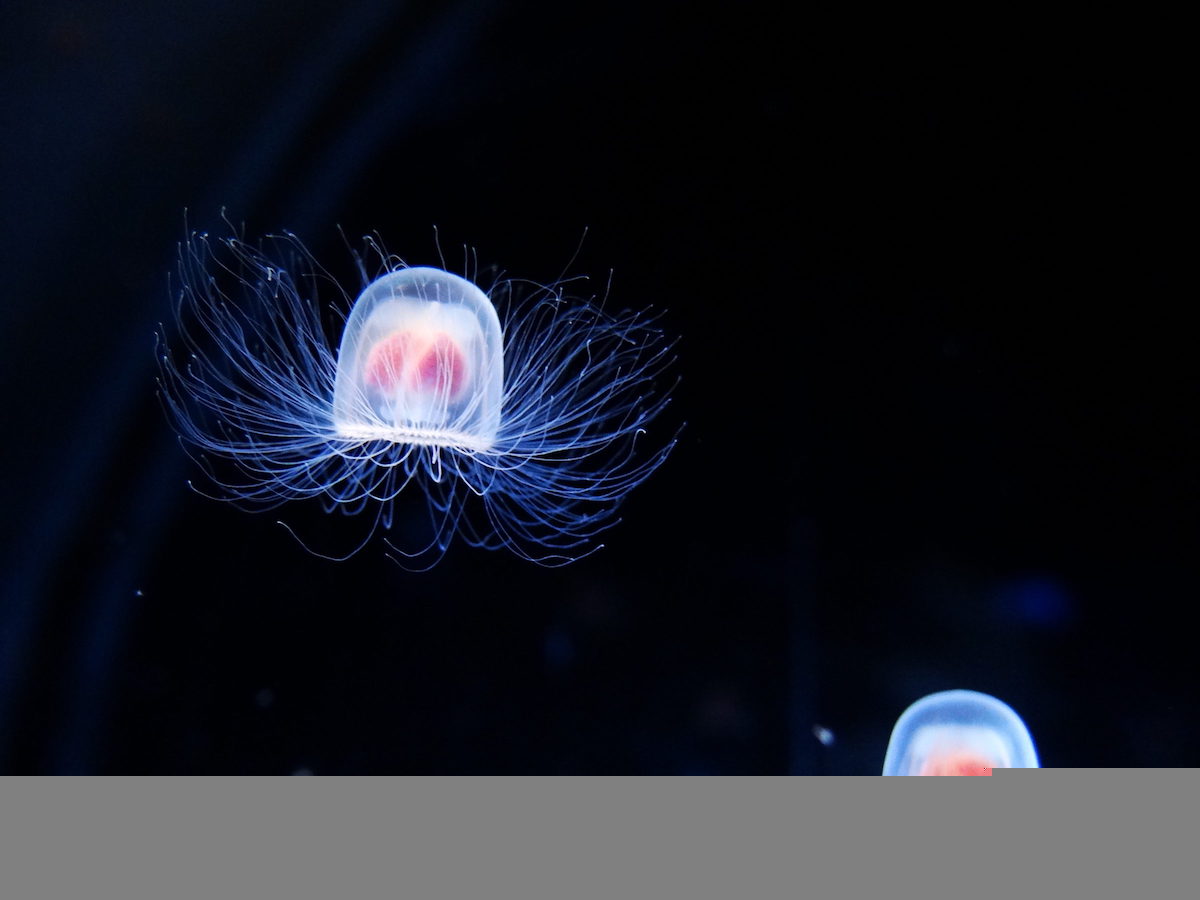 immortal jellyfish