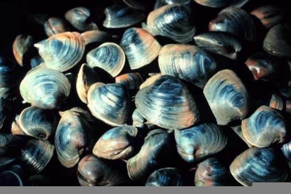 ocean quahog clam