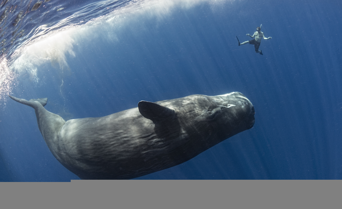Playful Sperm Whales mimics a snorkeler in the waters off Dominica