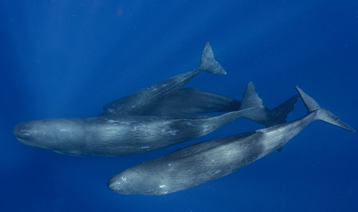 Sperm Whales swim in the waters off Dominica.