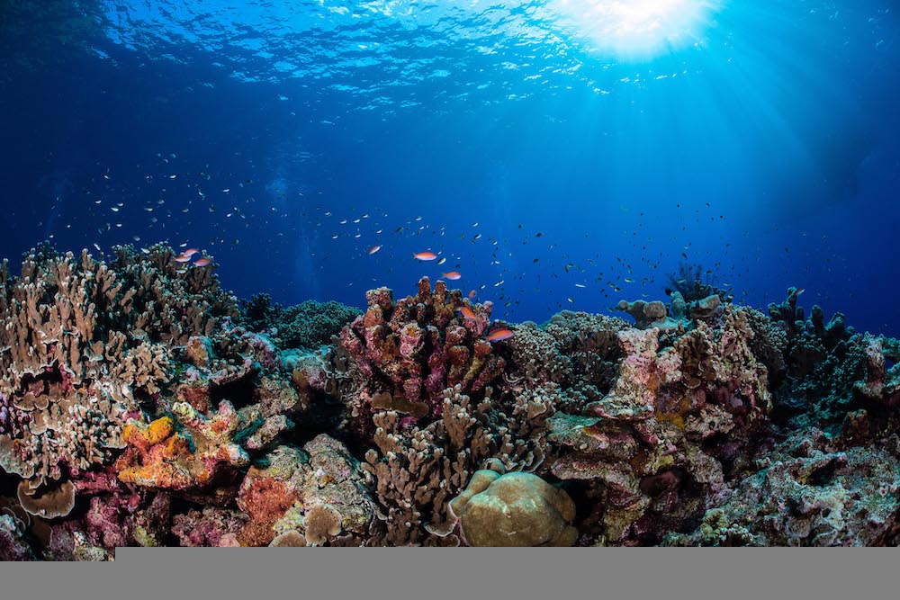 Ocean photo coral reef ocean crisis