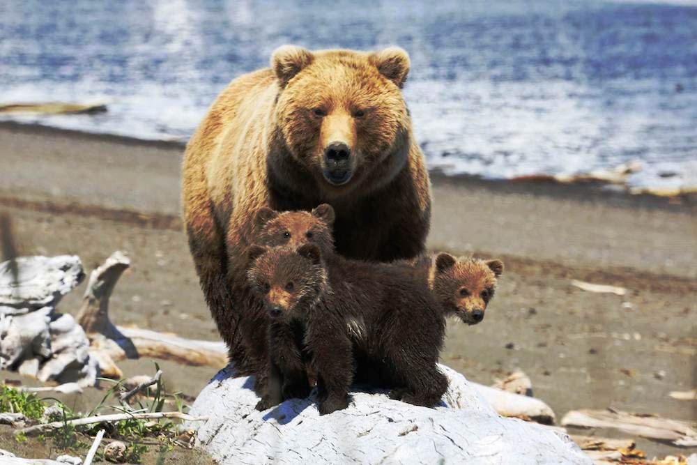 Brown bear mother and three cubs tread cautiously at Hallo Bay