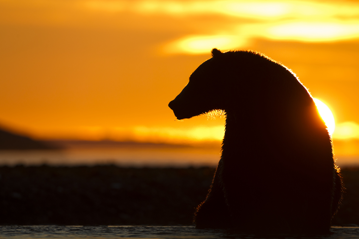 Brown Bear, Katmai National Park, Alaska surrounded by sunset plastics ban