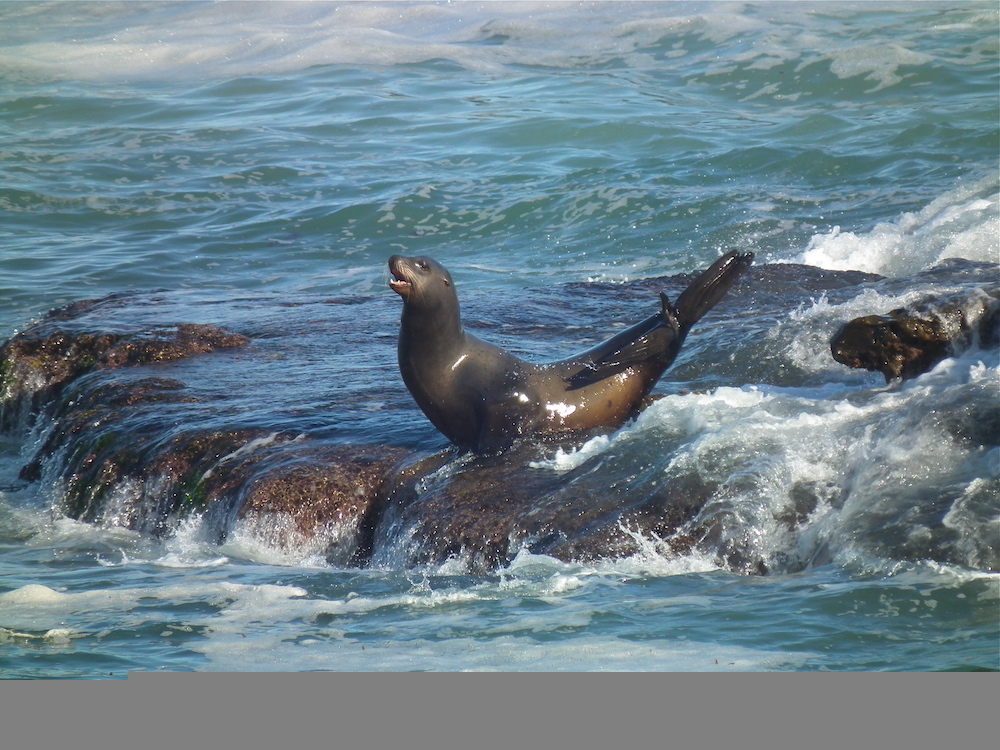 Plastic pollution A sea lion sits on a rock calling out
