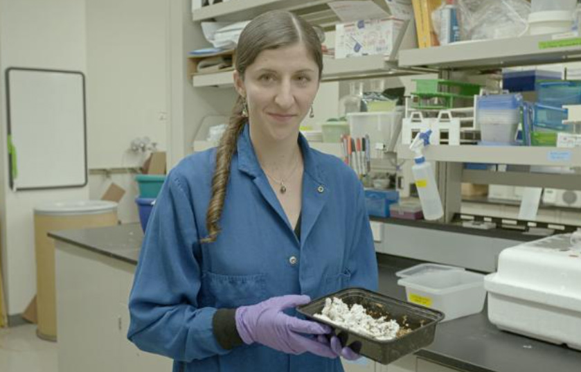 Anja Brandon stands in a lab and looks straight at the camera while holding a tray of Styrofoam eating mealworms.