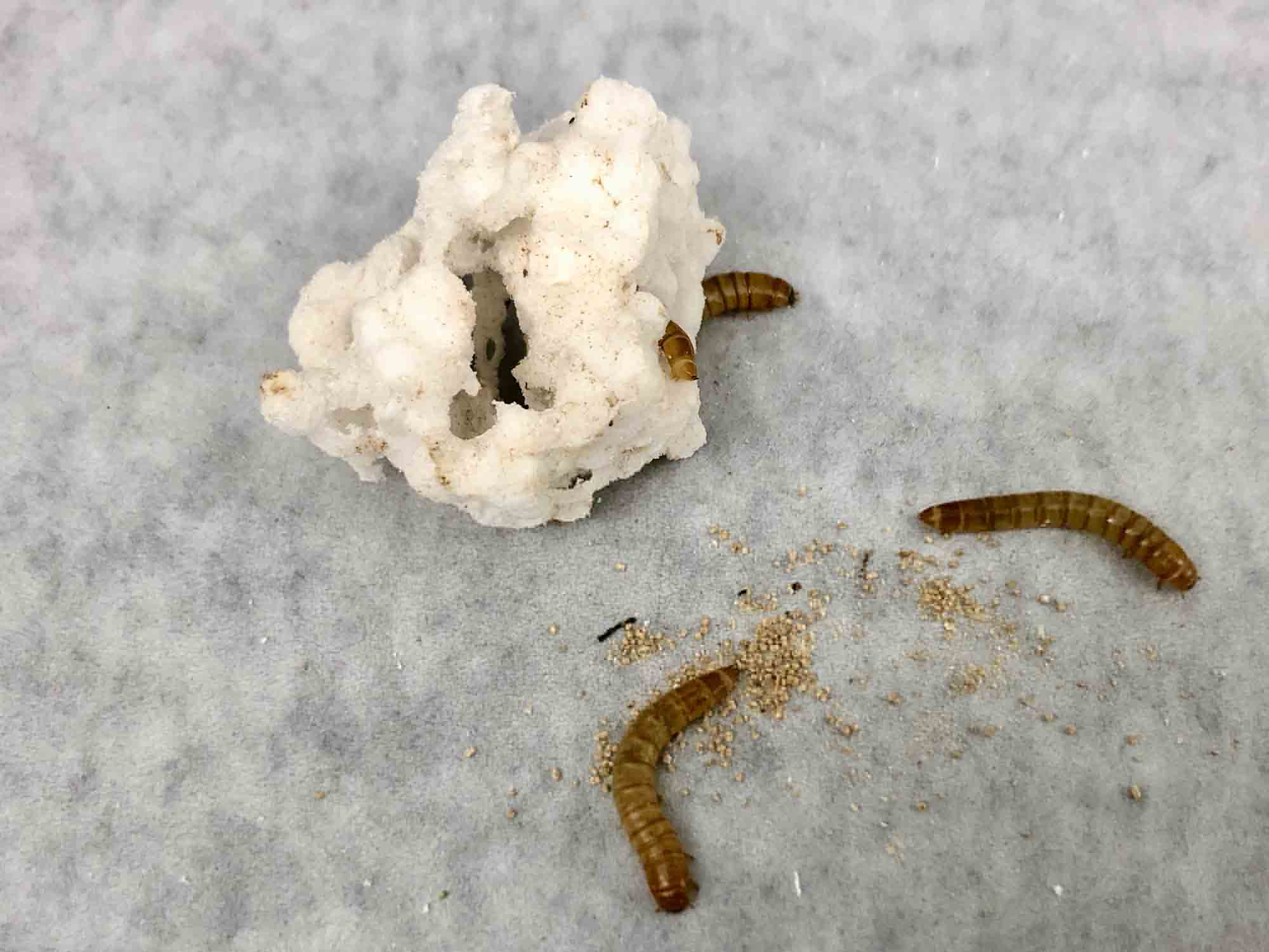 Mealworms work to digest a piece of Styrofoam