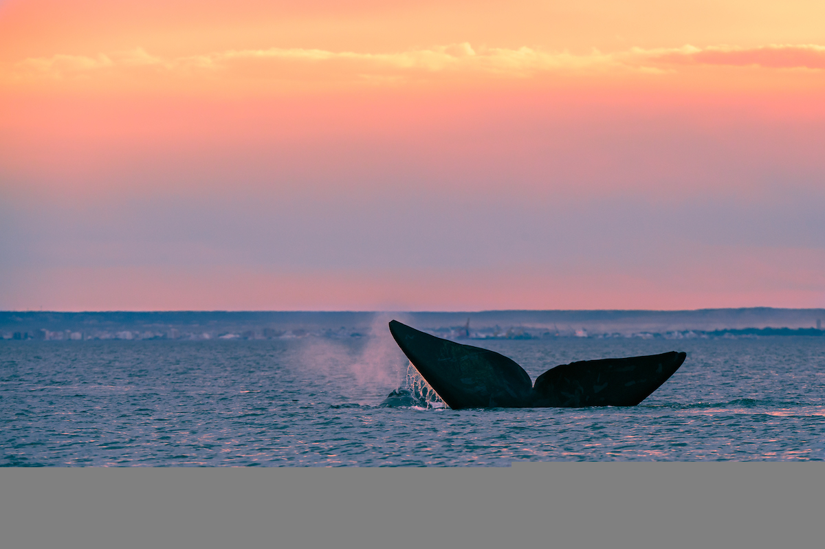 Whale at sunset Ocean Conservancy celebrating 50 years