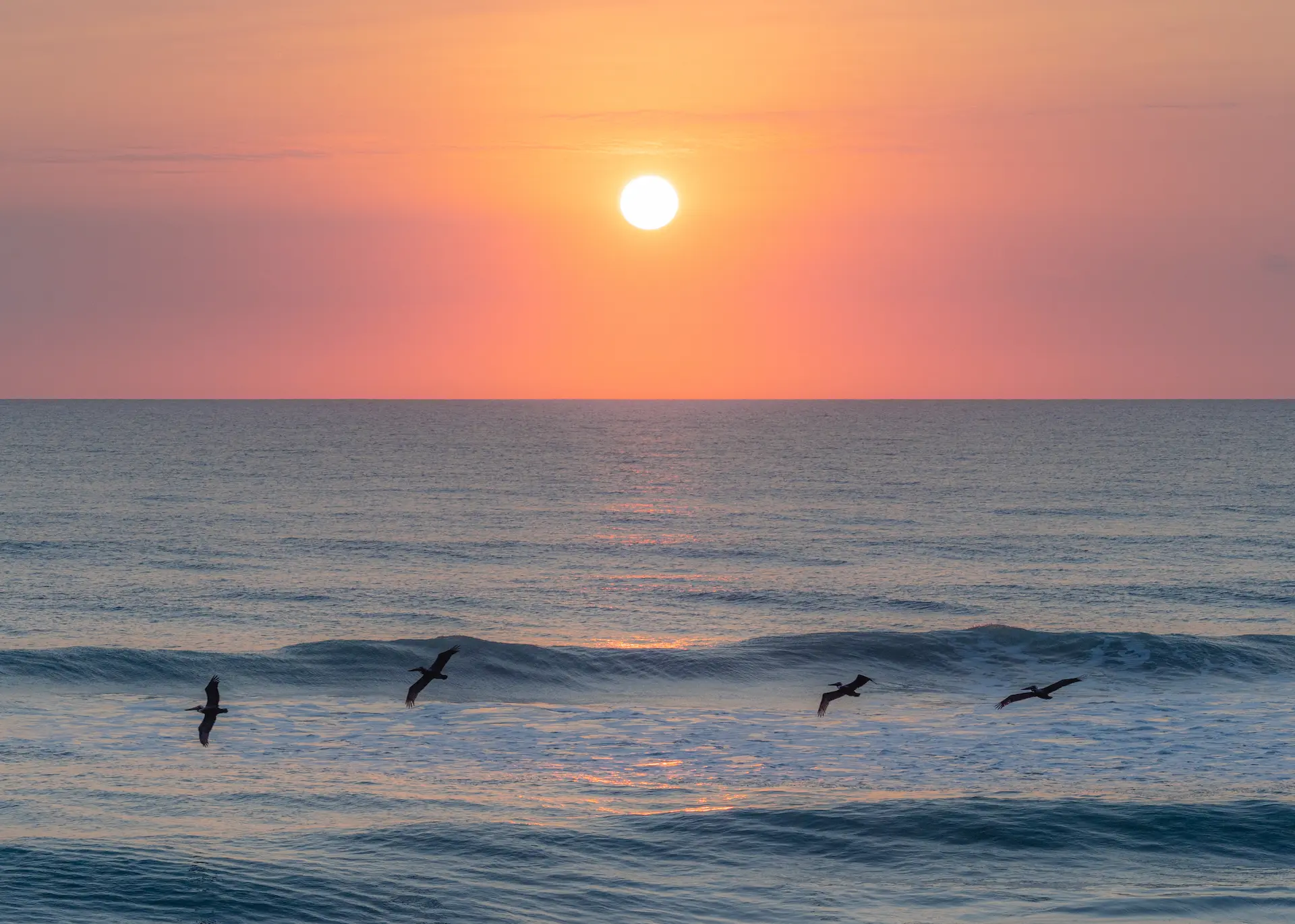 The sun sets as pelicans fly above the ocean