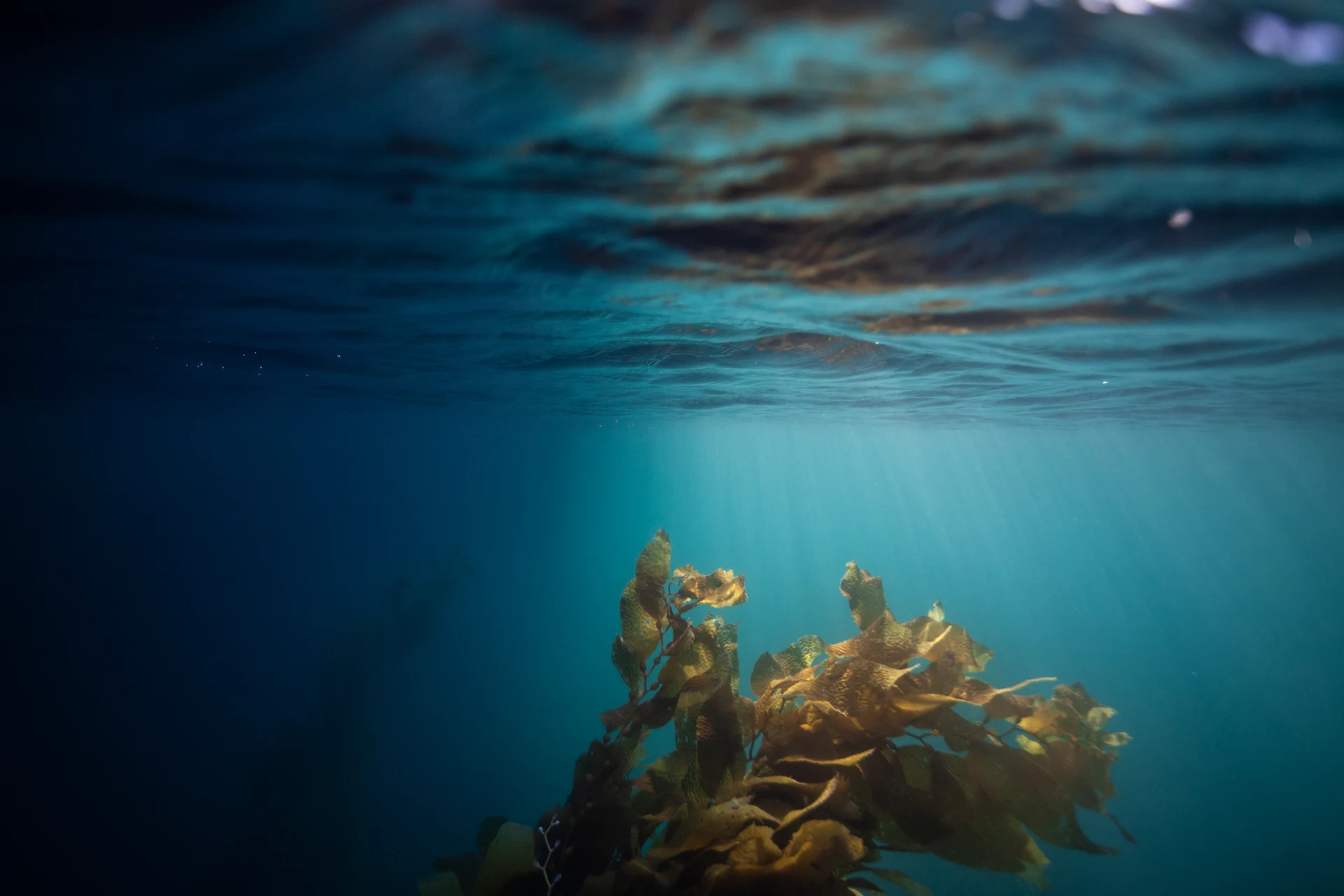 Ocean plant underwater