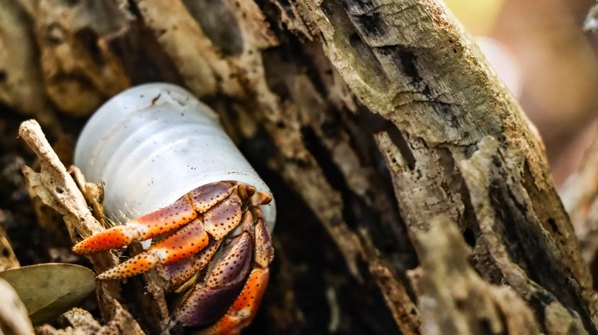 Hermit Crab walks with plastic can on its back