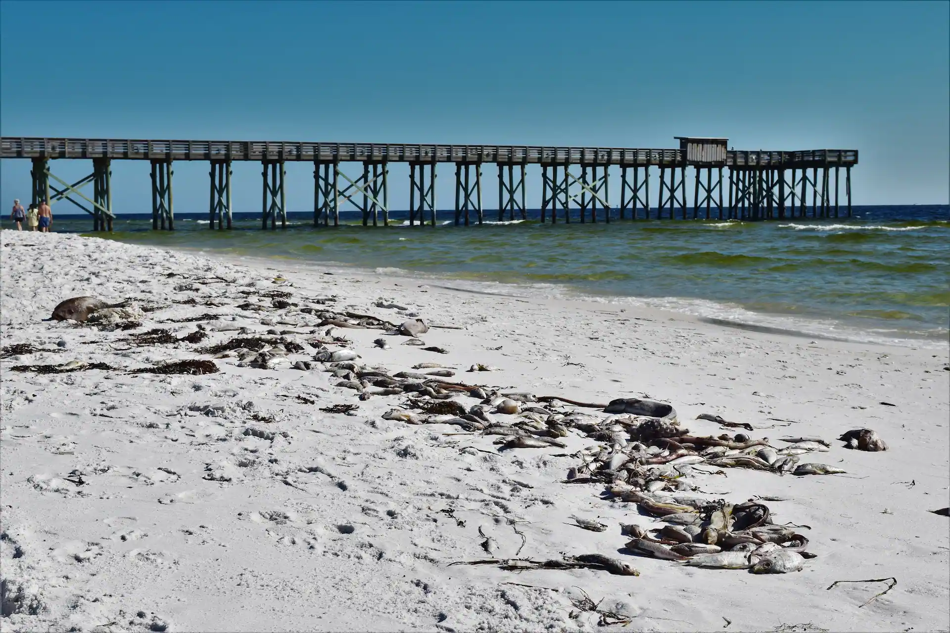 Red Tide washes up dead fish onto beach