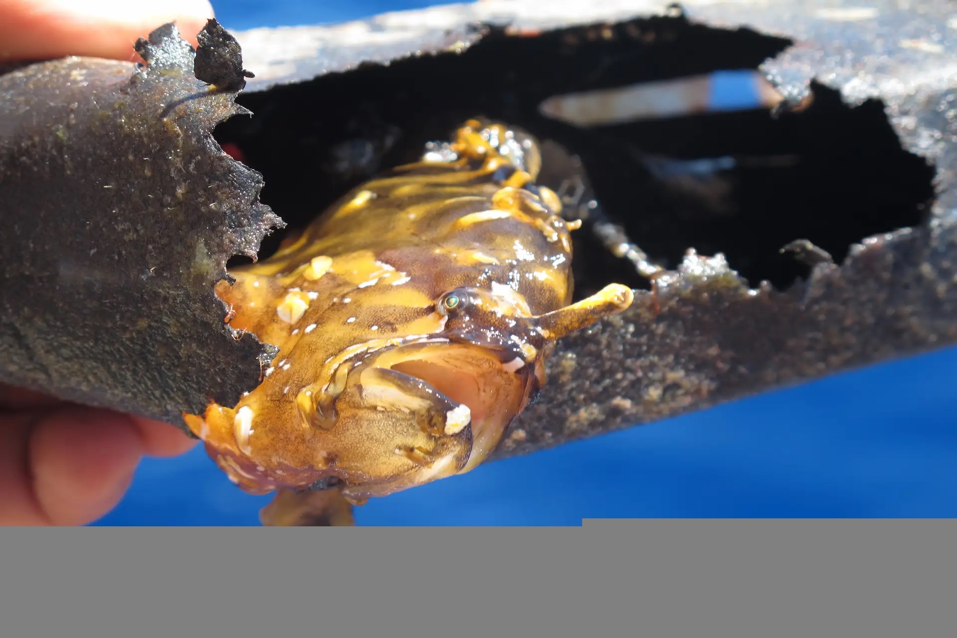 Fish caught in plastic pollution