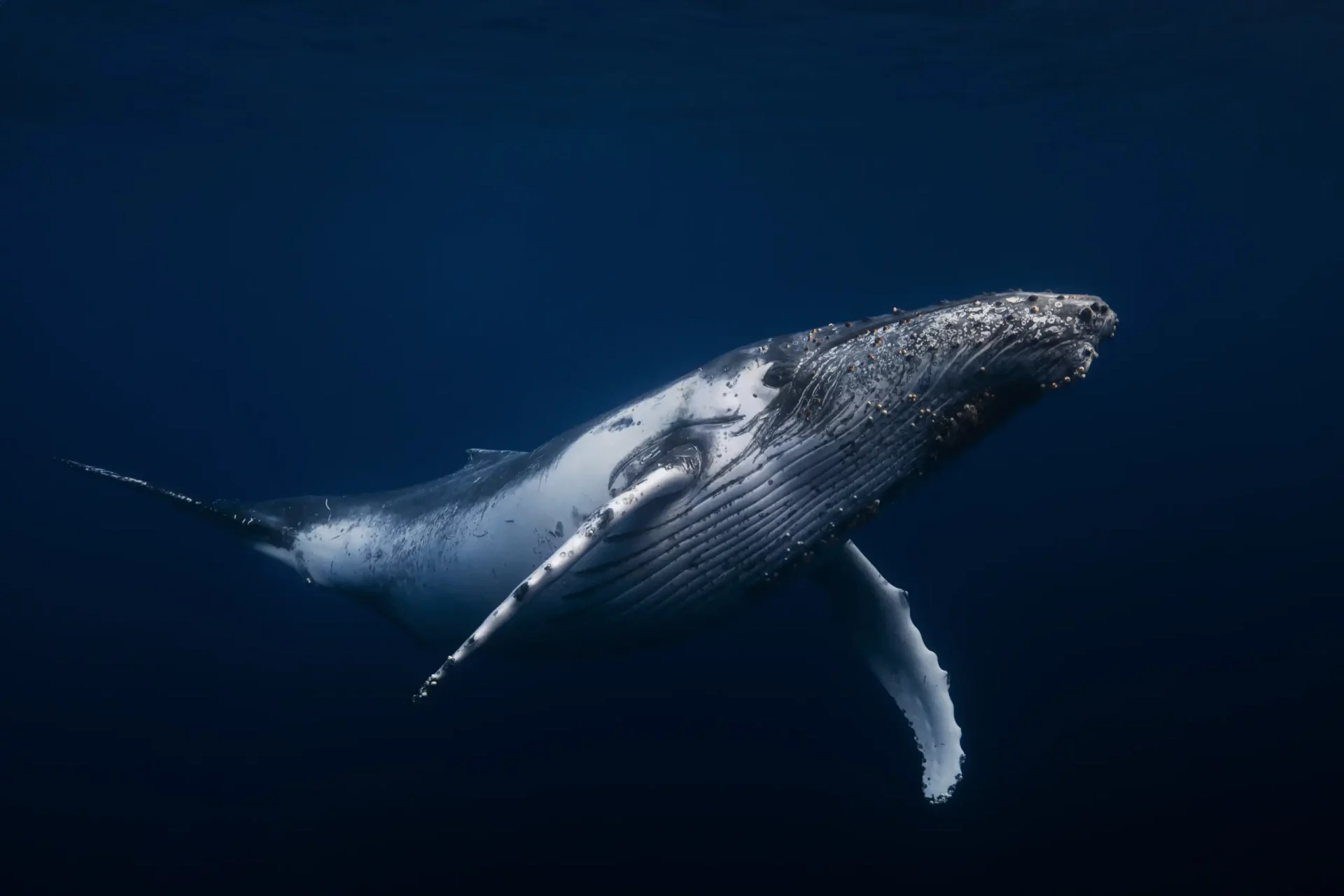 Humpback whale in ocean