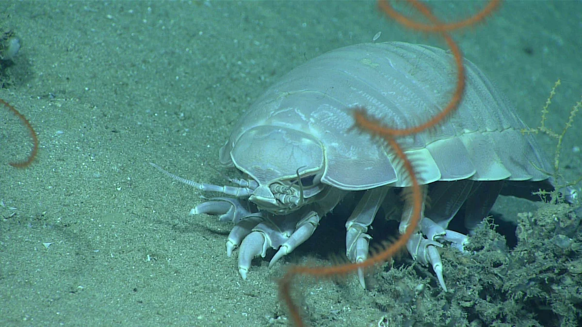 A giant isopod in the ocean