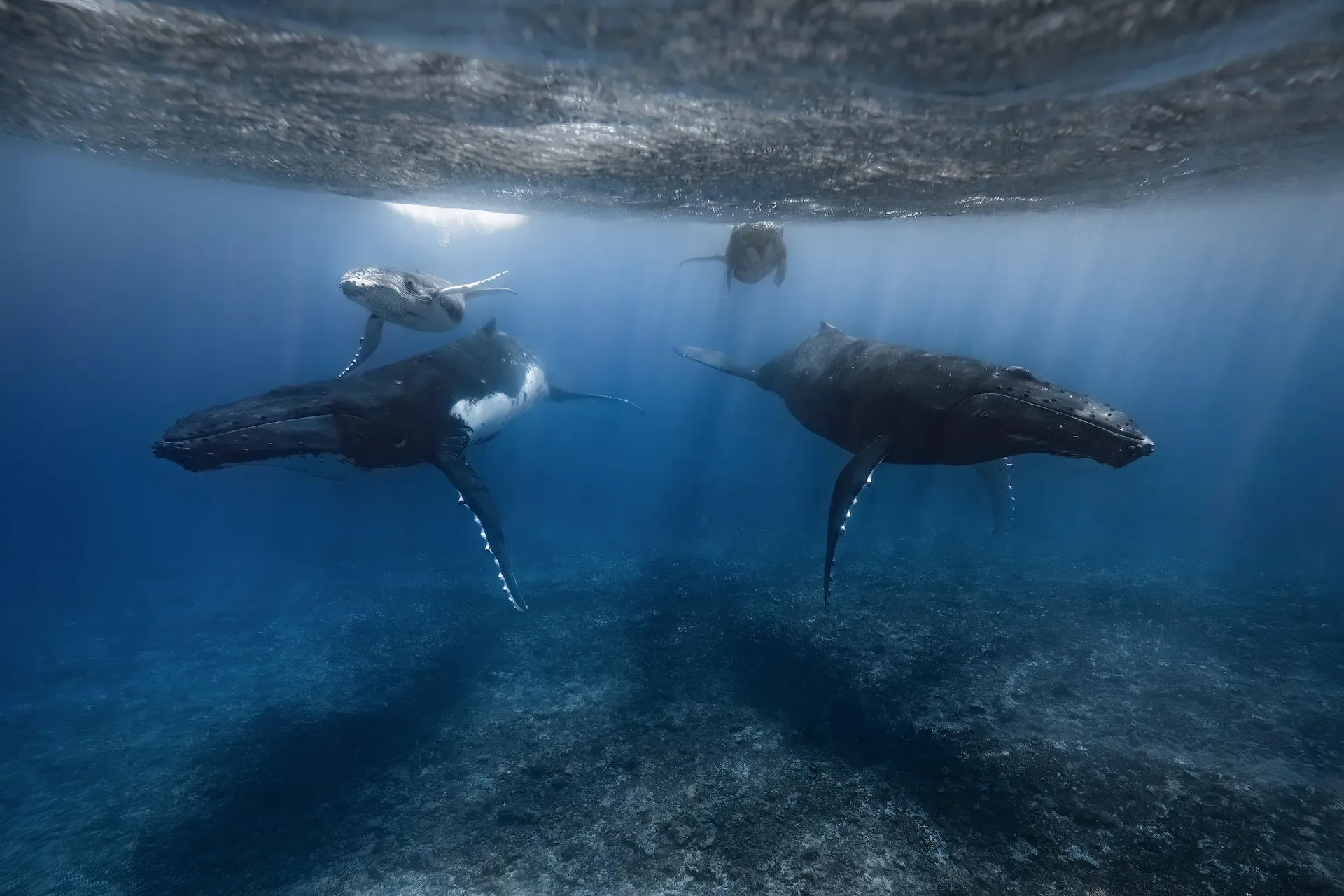 Whales swimming together