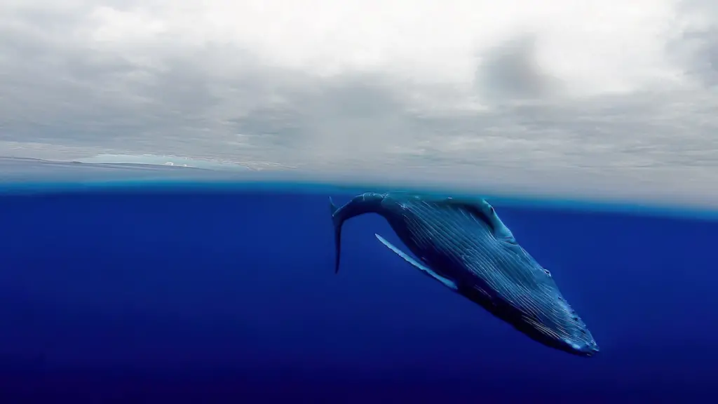 Humpback Whale
