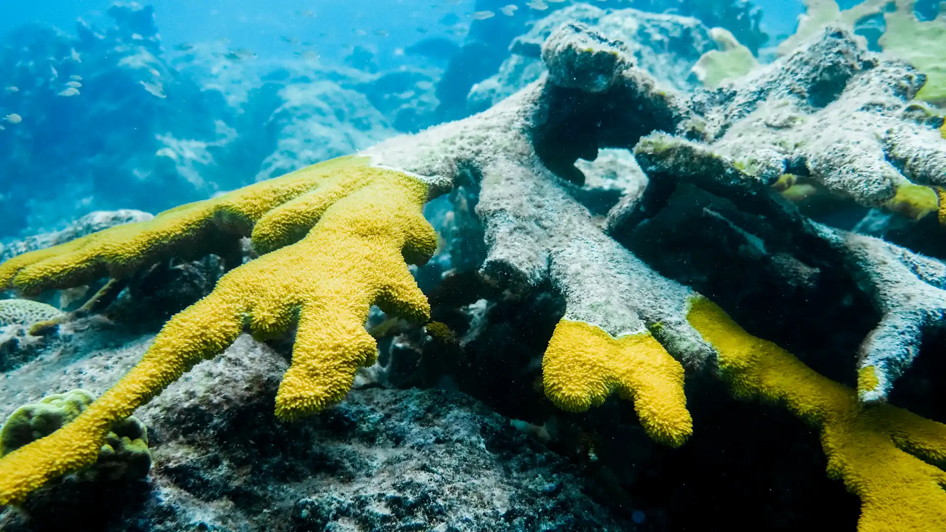 Corals in rising ocean temperatures