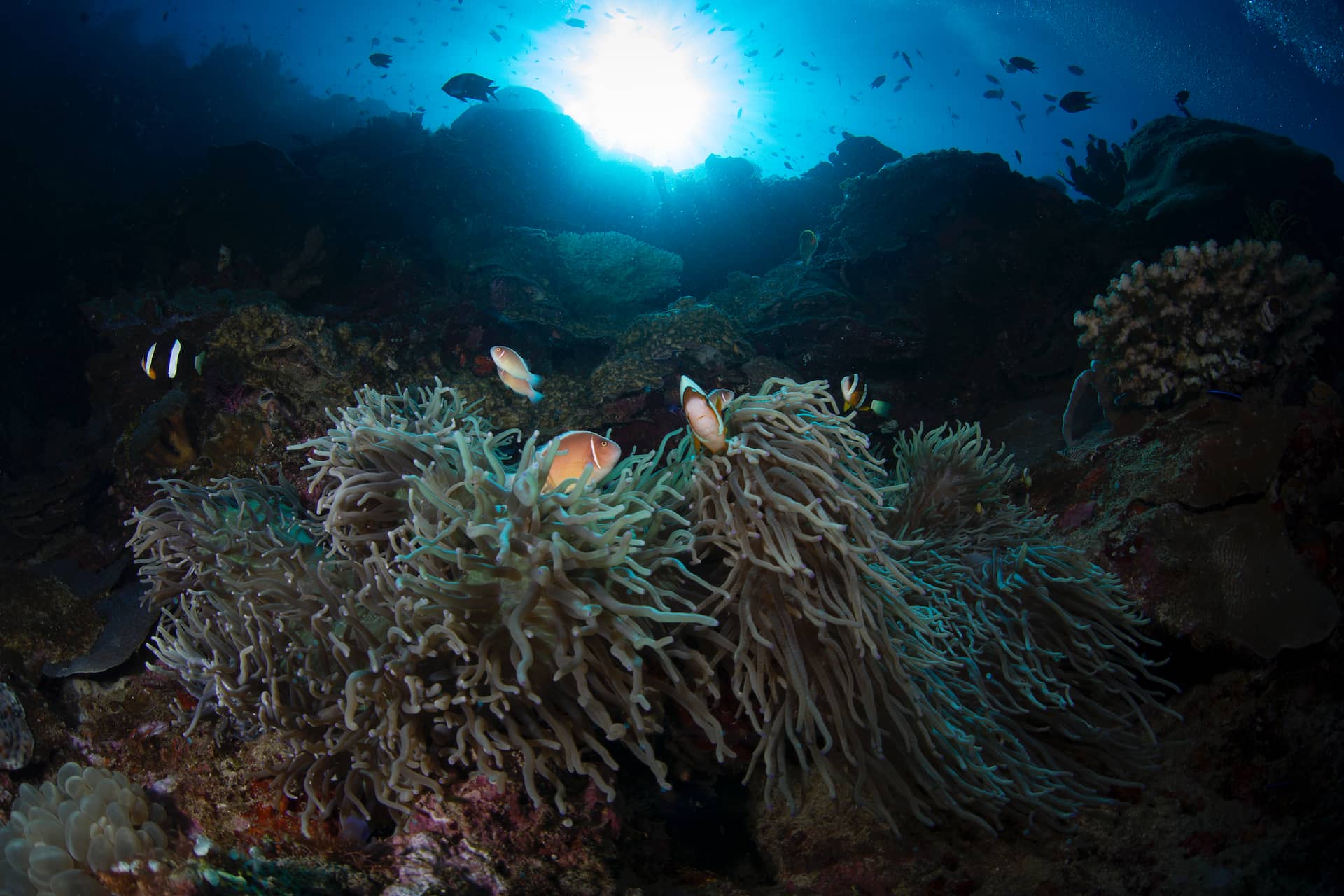 Clownfish in warming ocean corals