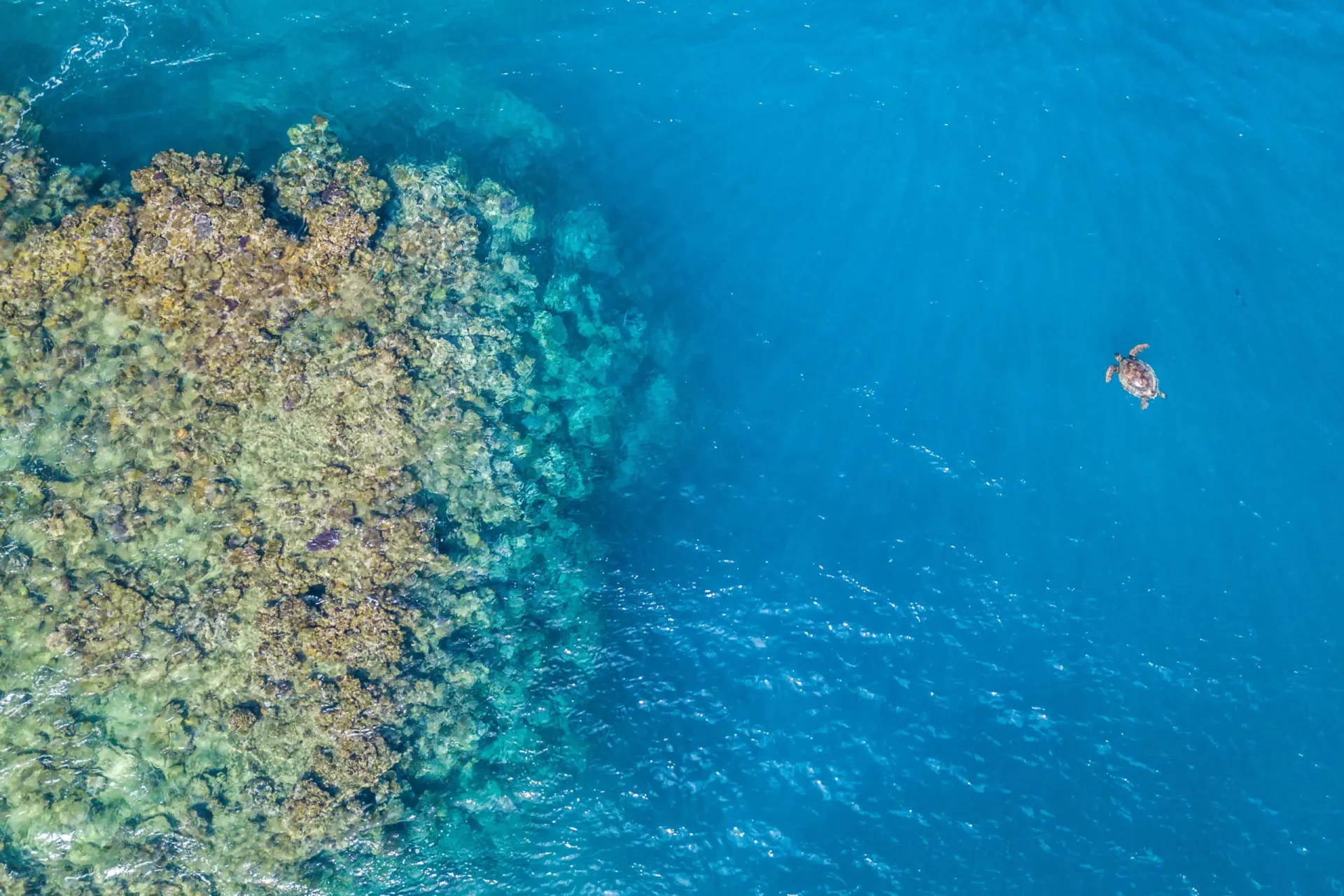 An aerial view of a sea turtle swimming near a coral reef.