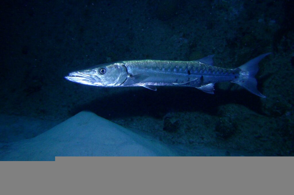 Barracuda