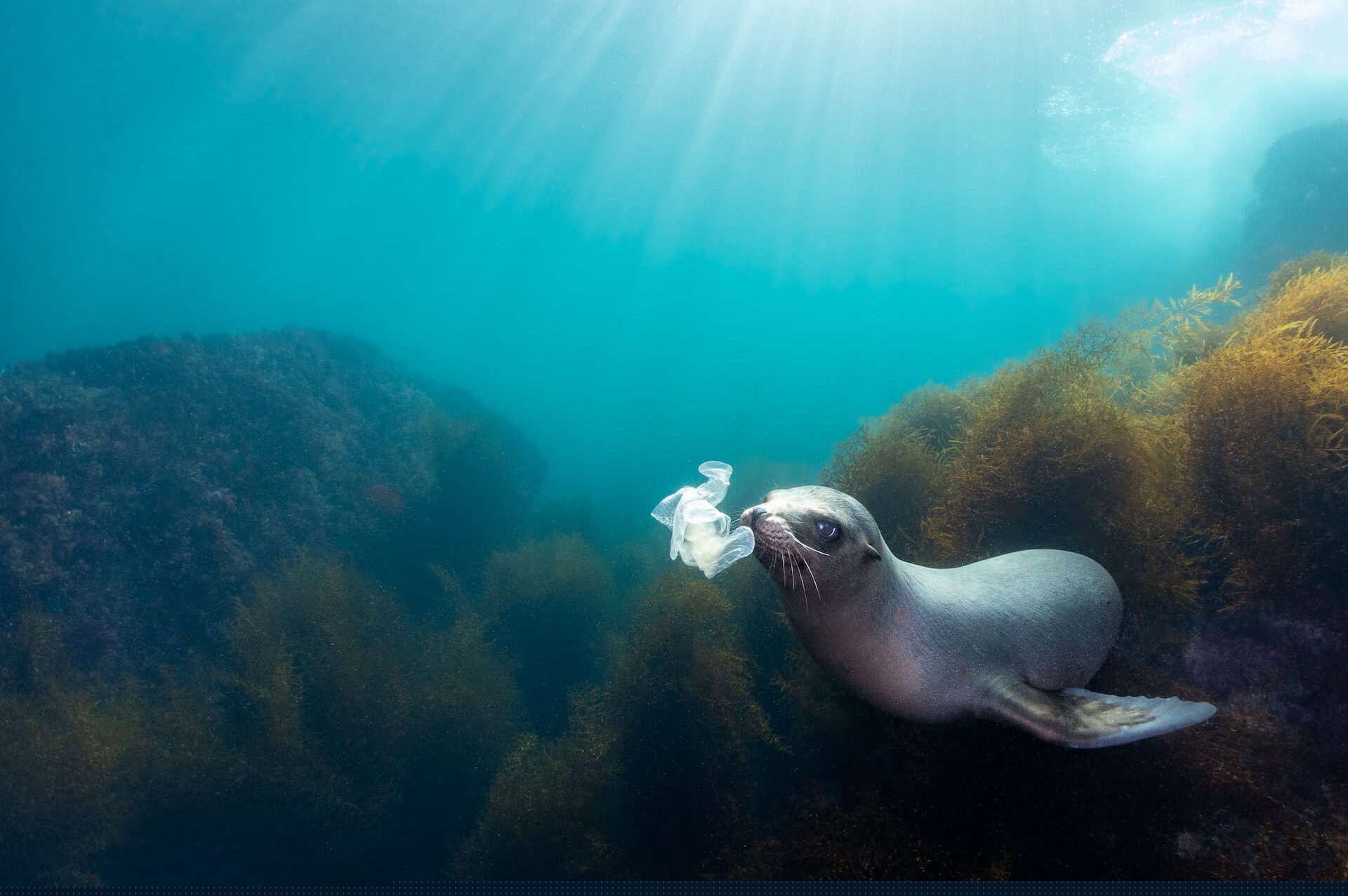 Seal with Plastics