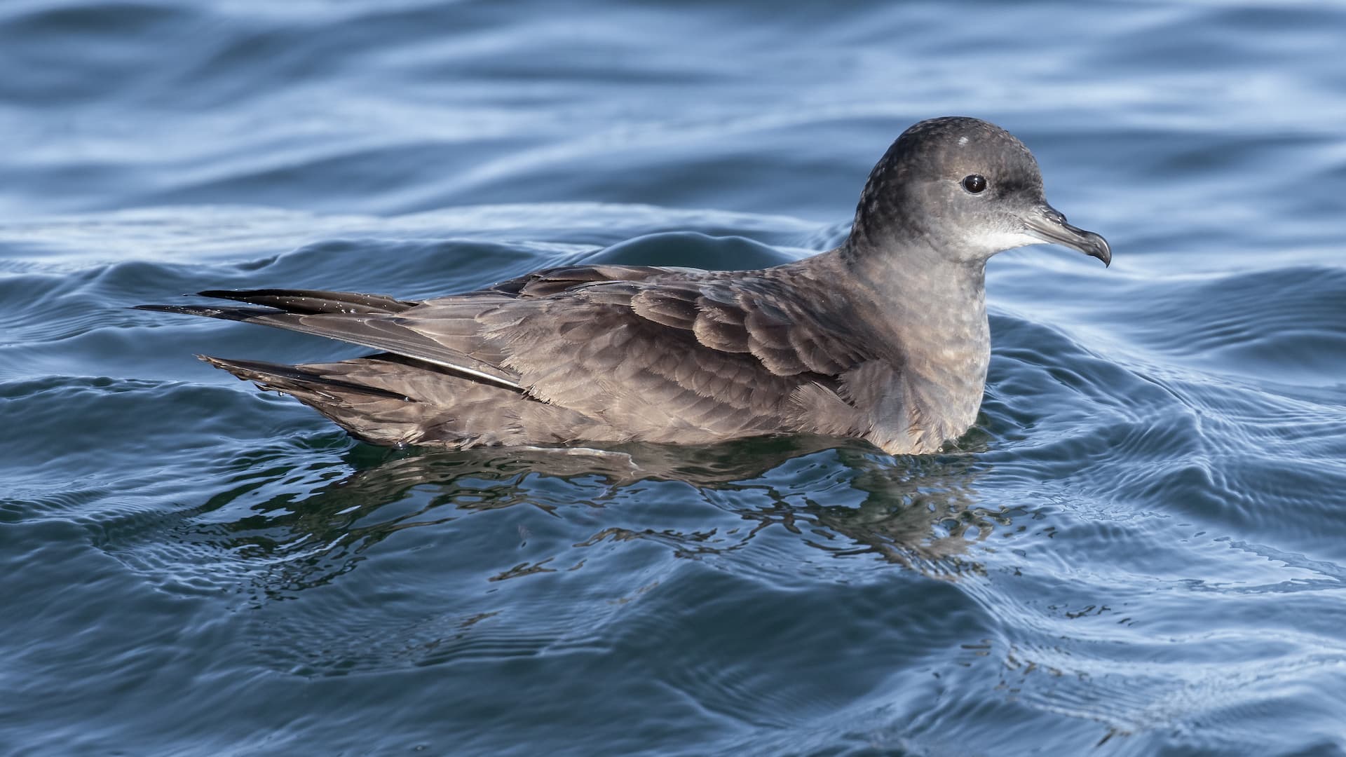 Seabirds Short-tailed Shearwater