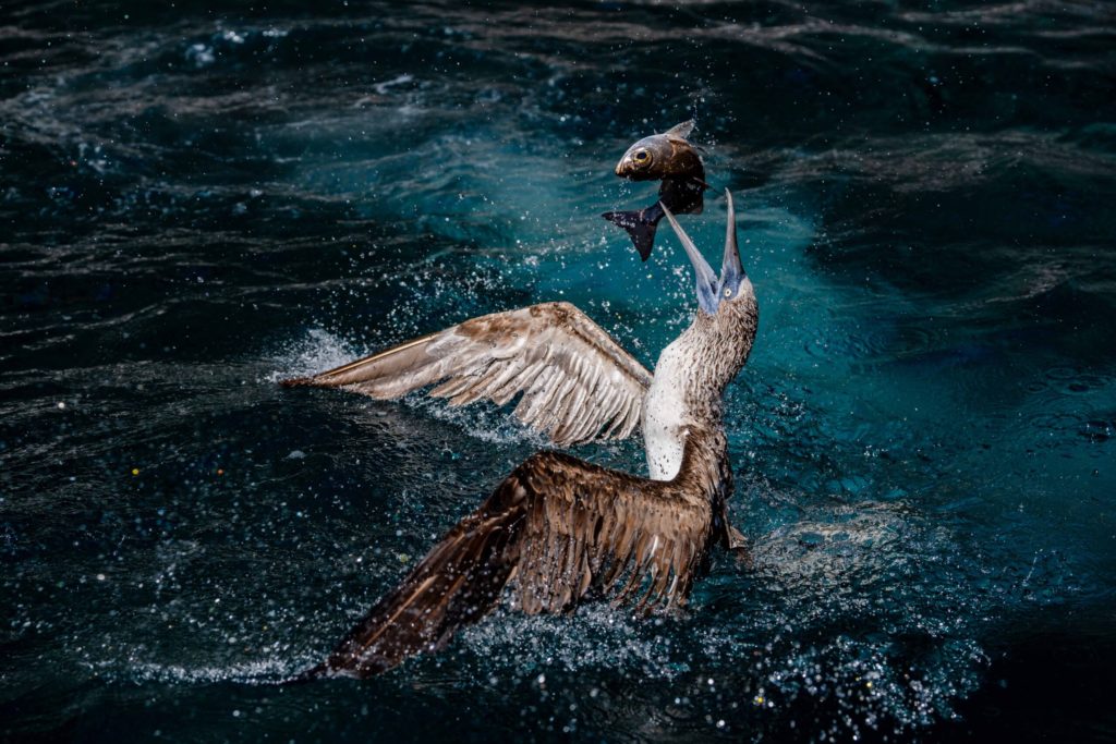 A blue-footed booby from the Galapagos Islands breaks the ocean's surface in a swift and precise flight. With its wings spread and eyes focused, it catches a gleaming fish in its beak. The water splashes around it in a fleeting but powerful scene of the natural balance between predator and prey.