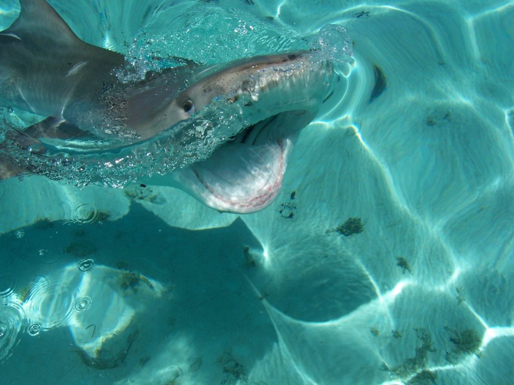 A lemon shark swims with open mouth in clear turquoise Turks and Caicos waters
