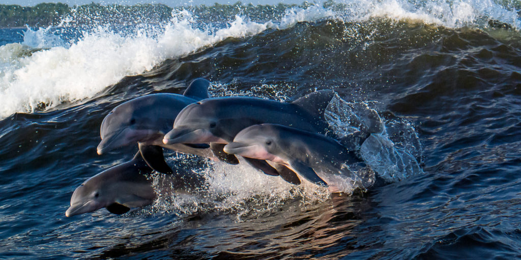 Family of dolphins swim mid-wave during sunset