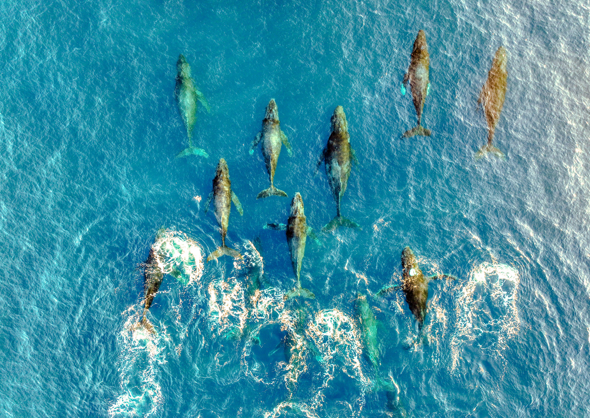 pod of humpback whales