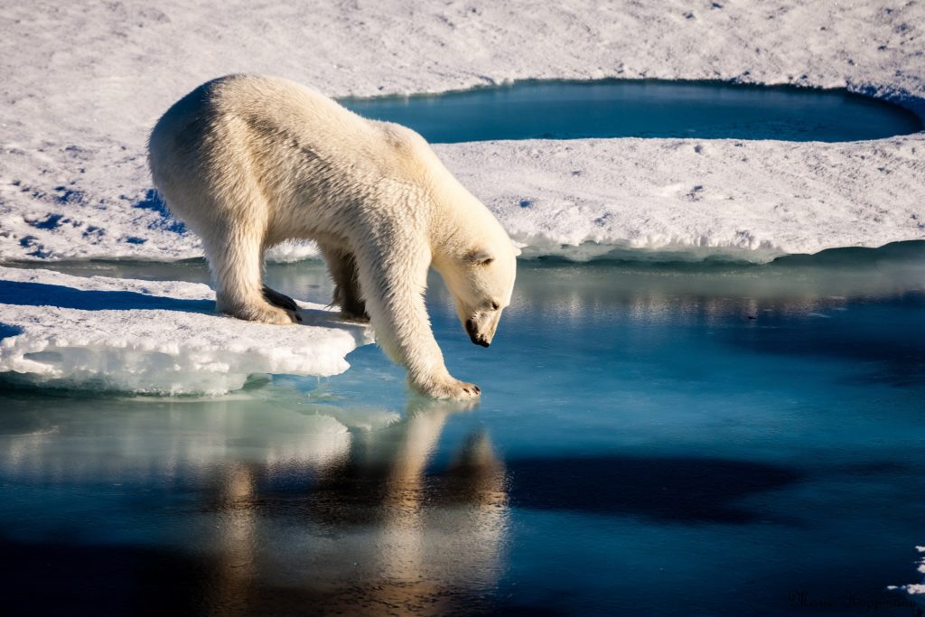 A polar bear takes a hesitant step off sea ice as it looks into the deeper water.