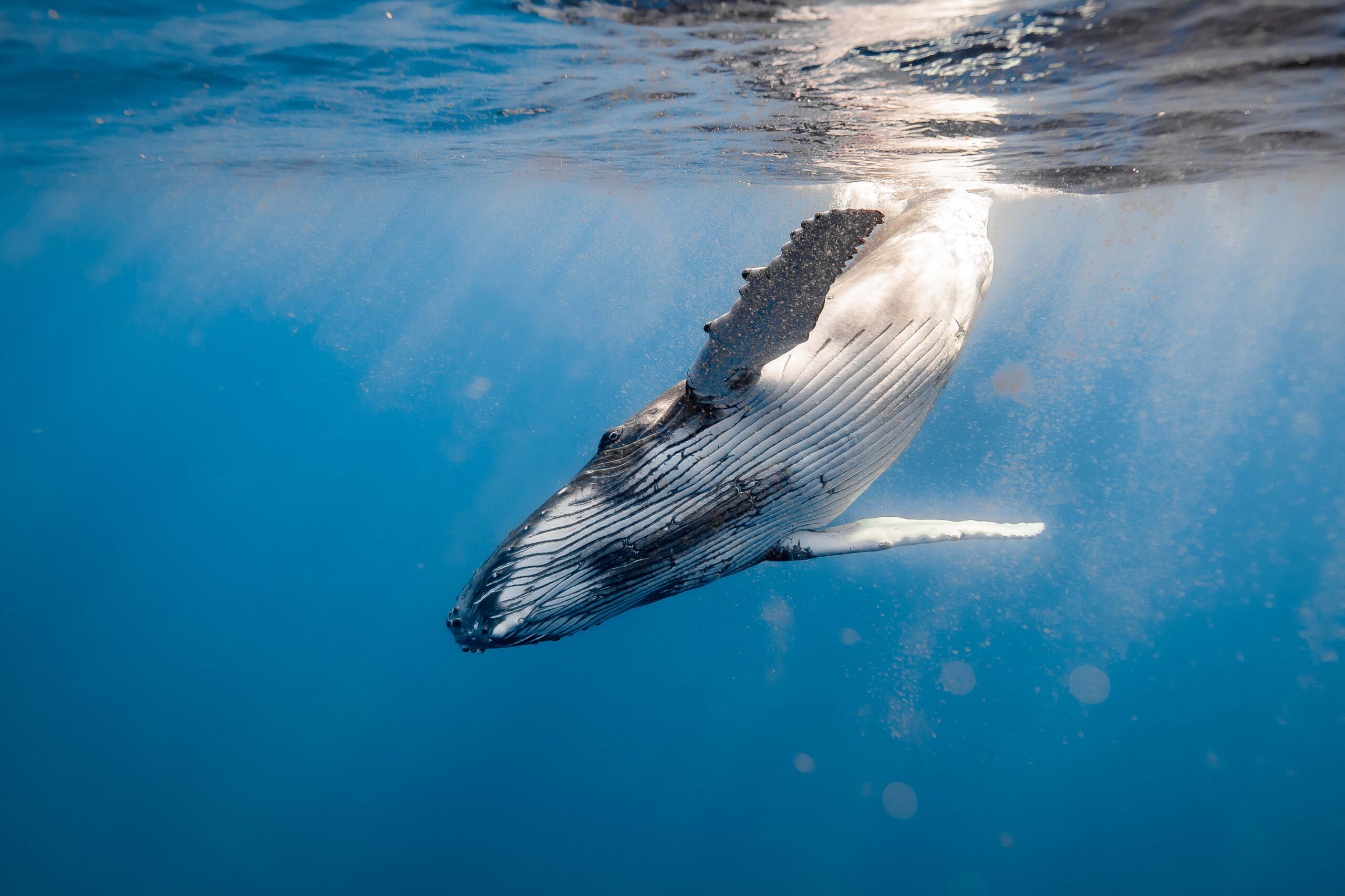 a curious whale calf surfaces to observe humans while its mother waits a few meters below. The magic of this moment lies in the trust shown by the mother, allowing her little one to approach humans, knowing she could distance herself with her baby by several hundred meters in just a few seconds.