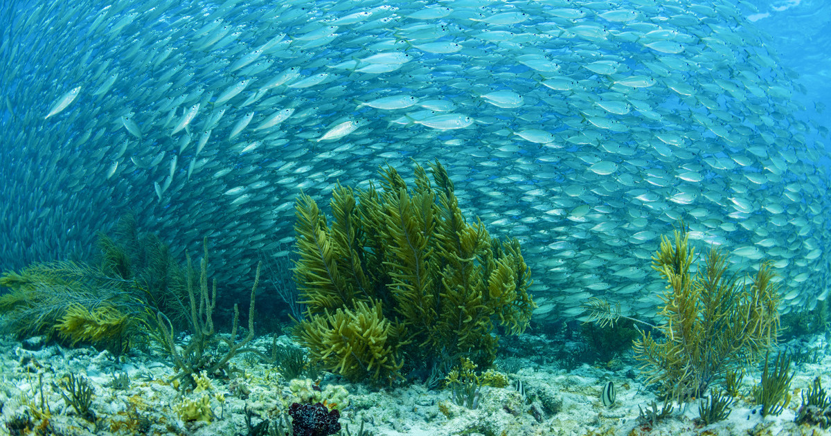 Massive Bigeye Mackerel run on a health reef