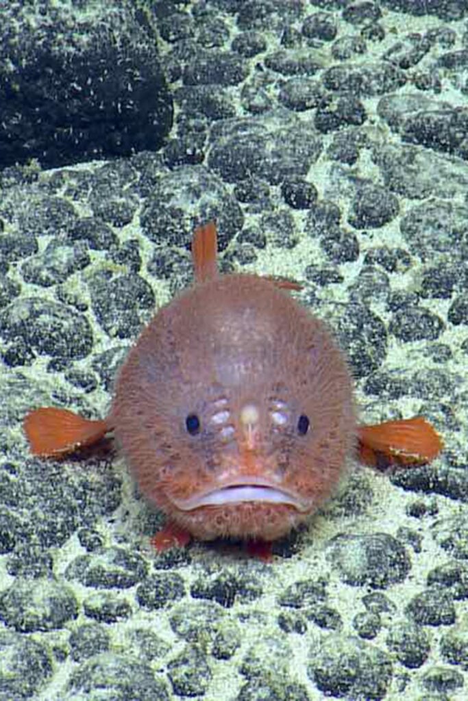 An anglerfish sits on the ocean floor. Photo by Ocean Exploration Trust.