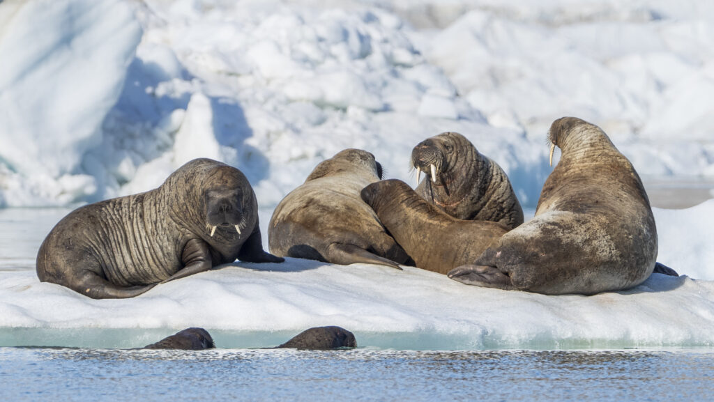 Walruses on ice at Devon Island, Croker Bay, Nunavut Canada, High Canadian Arctic