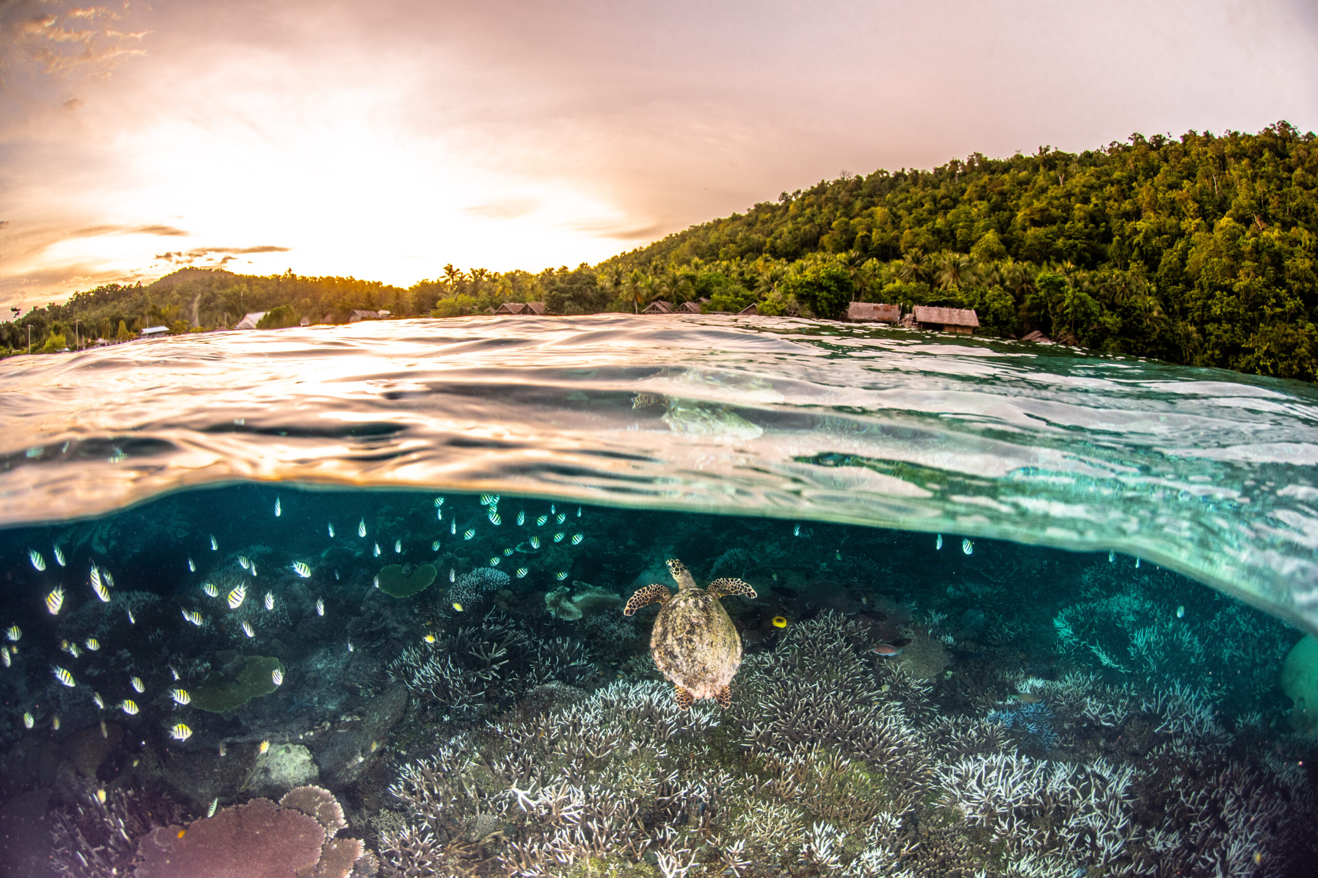 Turtle over partially bleaching coral, Raja Ampat, Indonesia