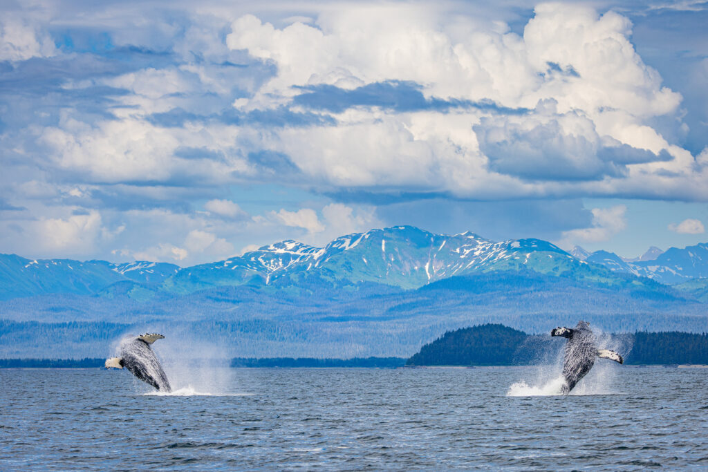 Two humpback whales breach simultaneously under a dramatic sky.