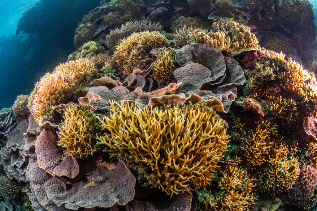 Coral reef underwater, Fiji